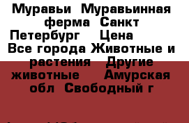 Муравьи, Муравьинная ферма. Санкт-Петербург. › Цена ­ 550 - Все города Животные и растения » Другие животные   . Амурская обл.,Свободный г.